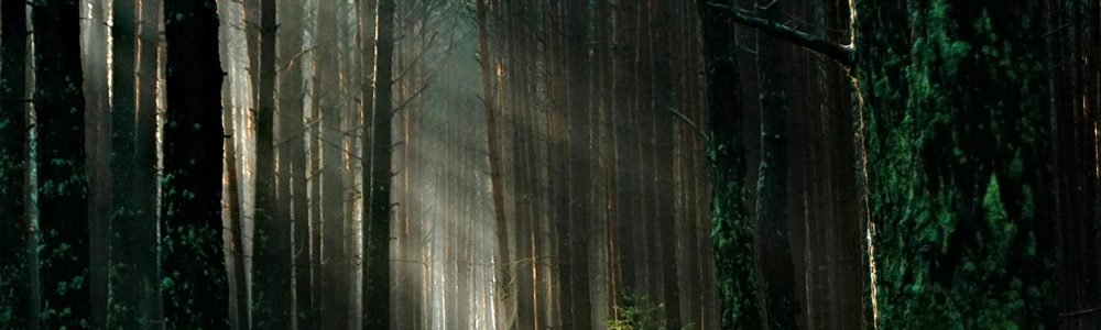 Sunlight beams through tall trees in a tranquil forest, creating a magical ambiance.